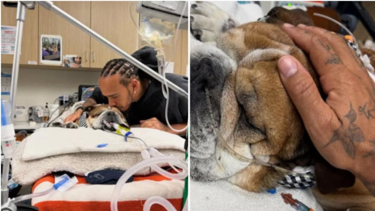Lewis Hamilton pide oraciones para Roscoe, su perrito que está en coma por neumonía