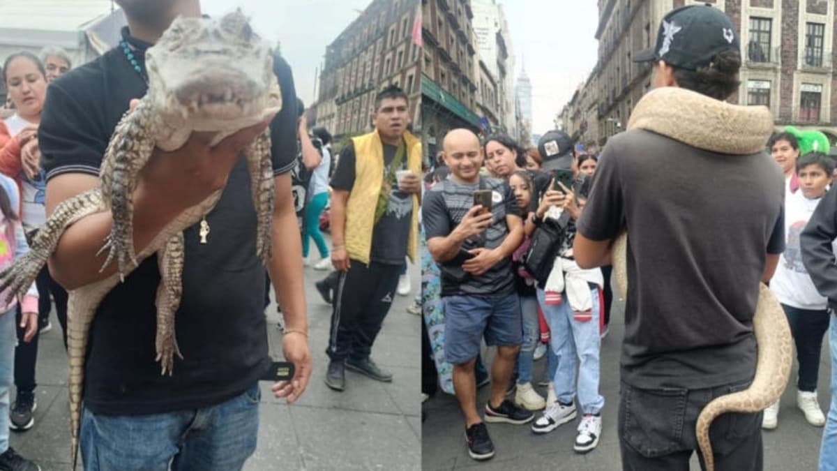 Video: Sujetos son detenidos por exhibir animales exóticos en el Zócalo de la CDMX