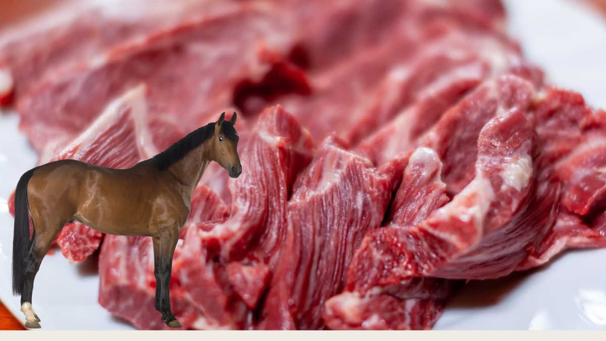 Advierten ganaderos que el 20 por ciento de la carne que se consume en Durango es de caballo y no de res
