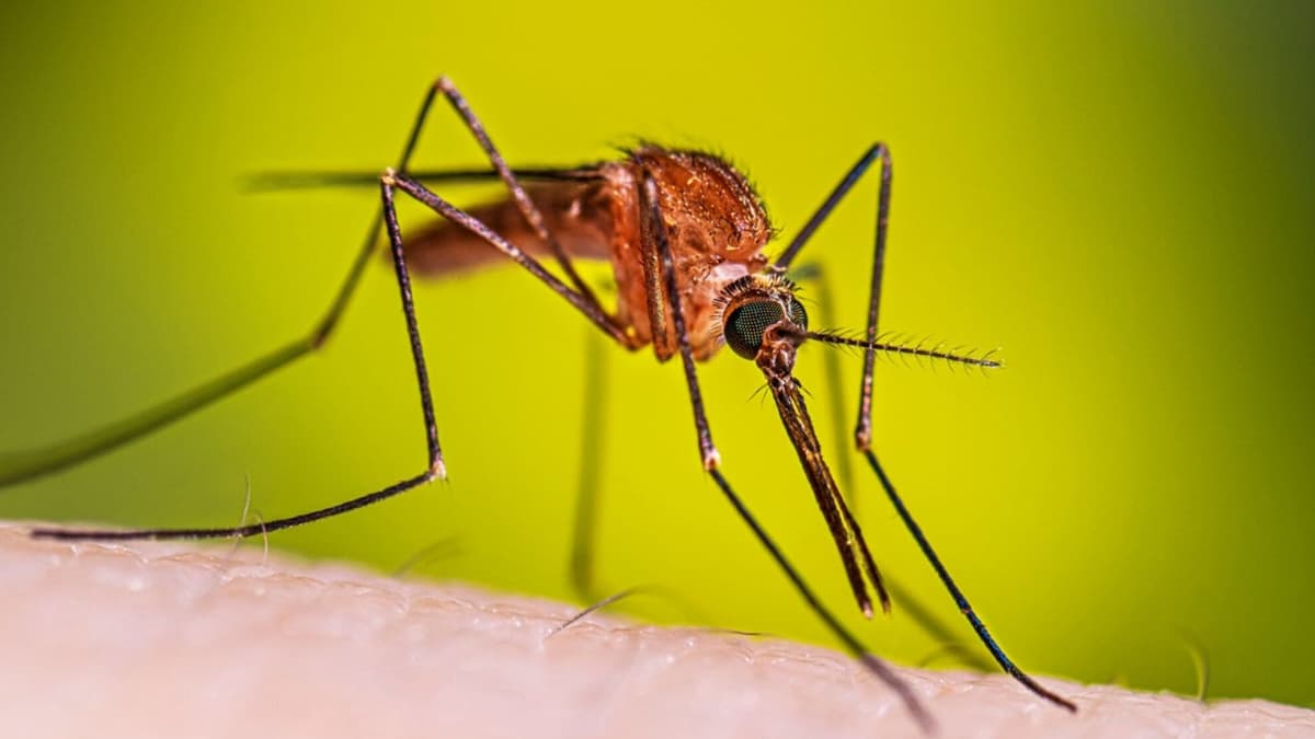 Detectan mosquitos por primera vez en Islandia; podría ser un efecto del calentamiento global