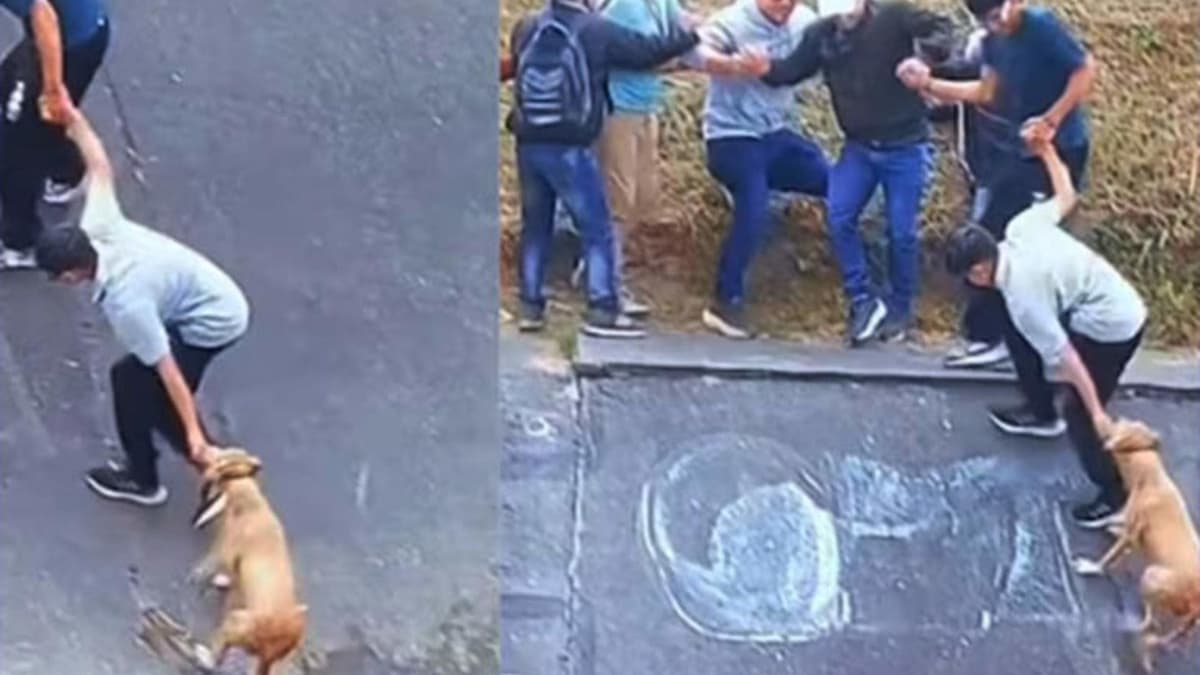 Video: Forman cadena humana y rescatan a perrito de un canal de aguas negras en Bogotá, Colombia