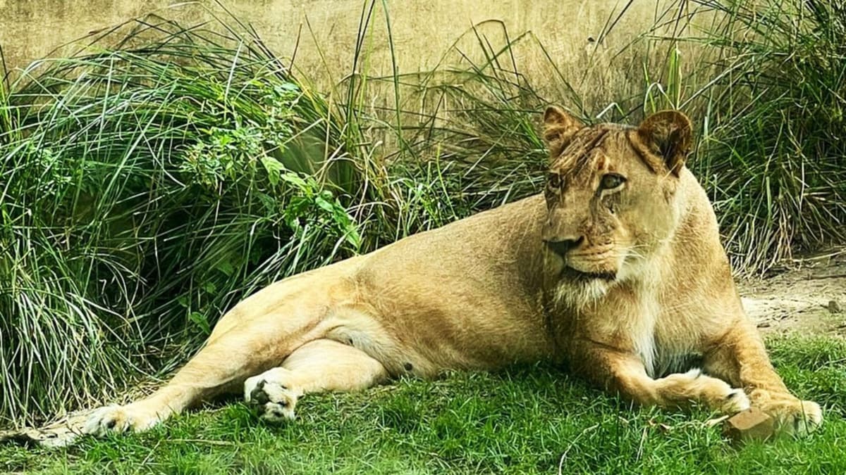 Video: Hombre muere tras ser atacado por una leona en zoológico de Brasil; ingresó a su jaula por medio de un árbol