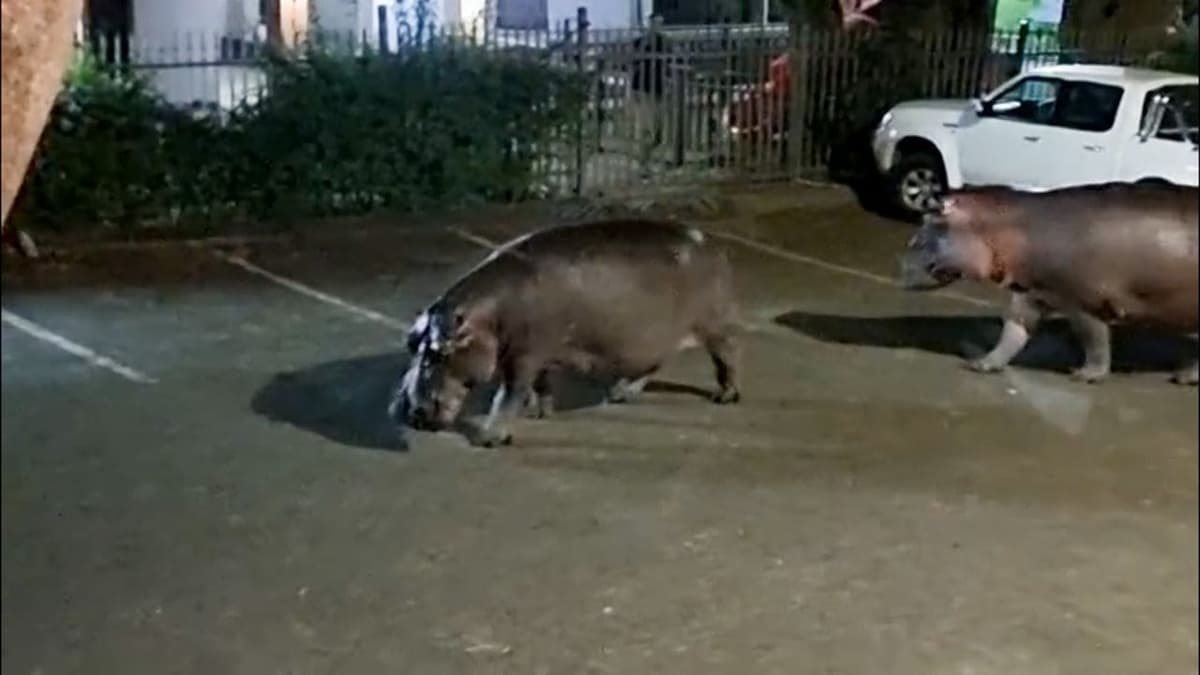 Video: Santa Lucía, el pueblo sudafricano donde los hipopótamos rondan las calles