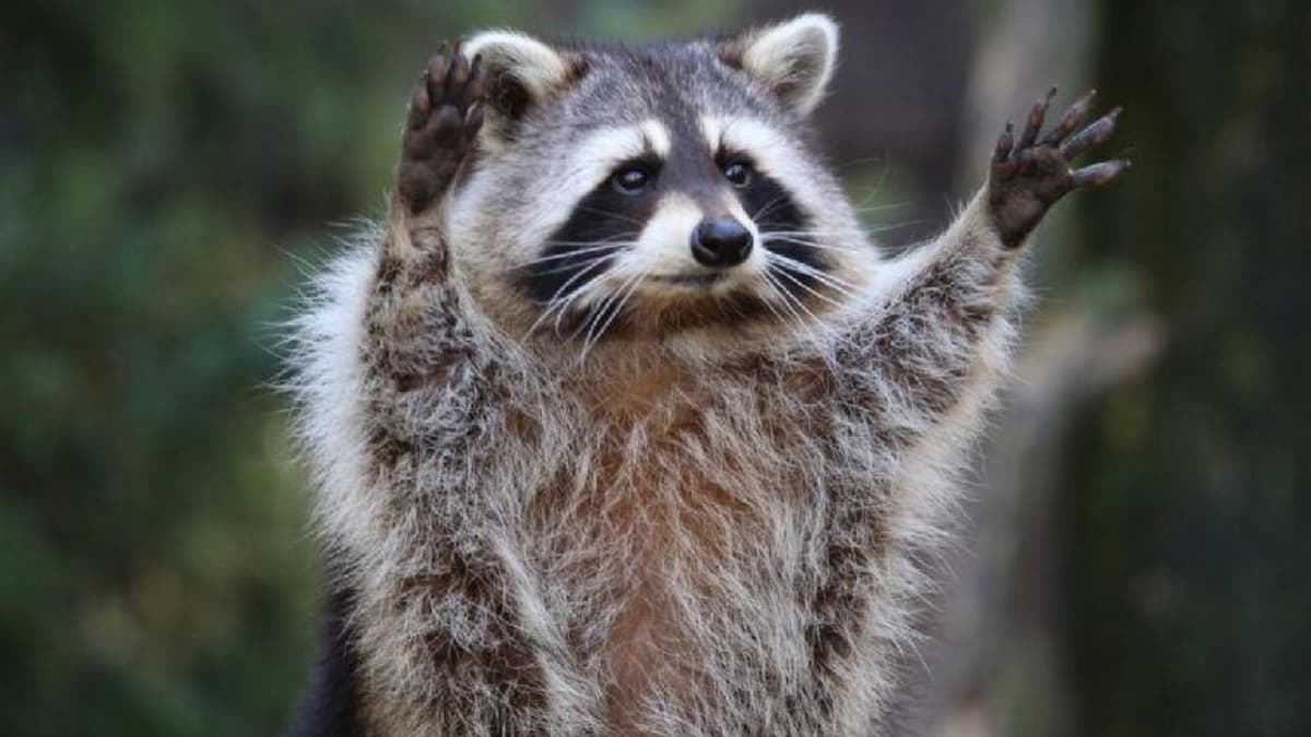 Hombre es mordido por un mapache y se contagia de rabia en Georgia, Estados Unidos