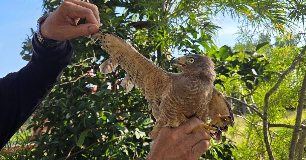 Rescatan a aguililla víctima de crueldad en Mérida, Yucatán