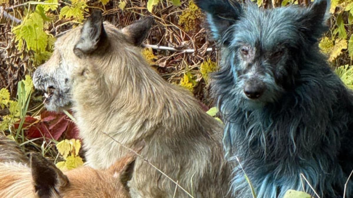 Científicos ya tienen respuesta a los perros azules vistos en Chernóbil; no es la radiación