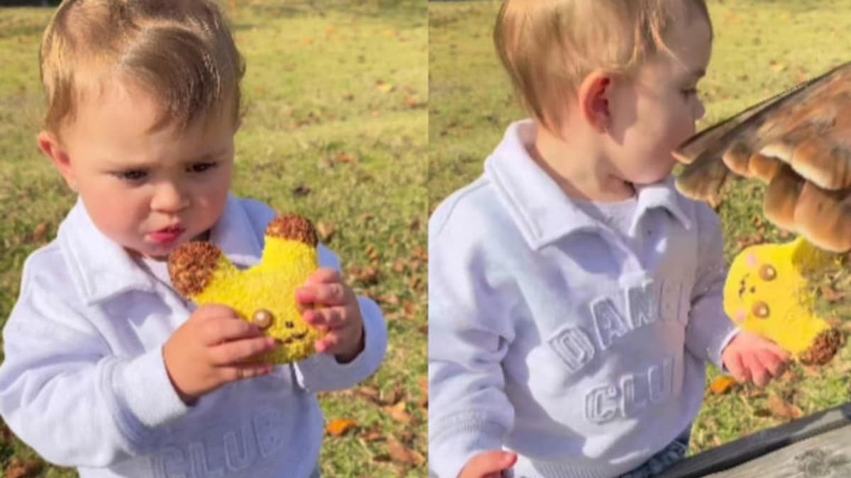 Video: Halcón le roba una pieza de pan a una niña en Japón