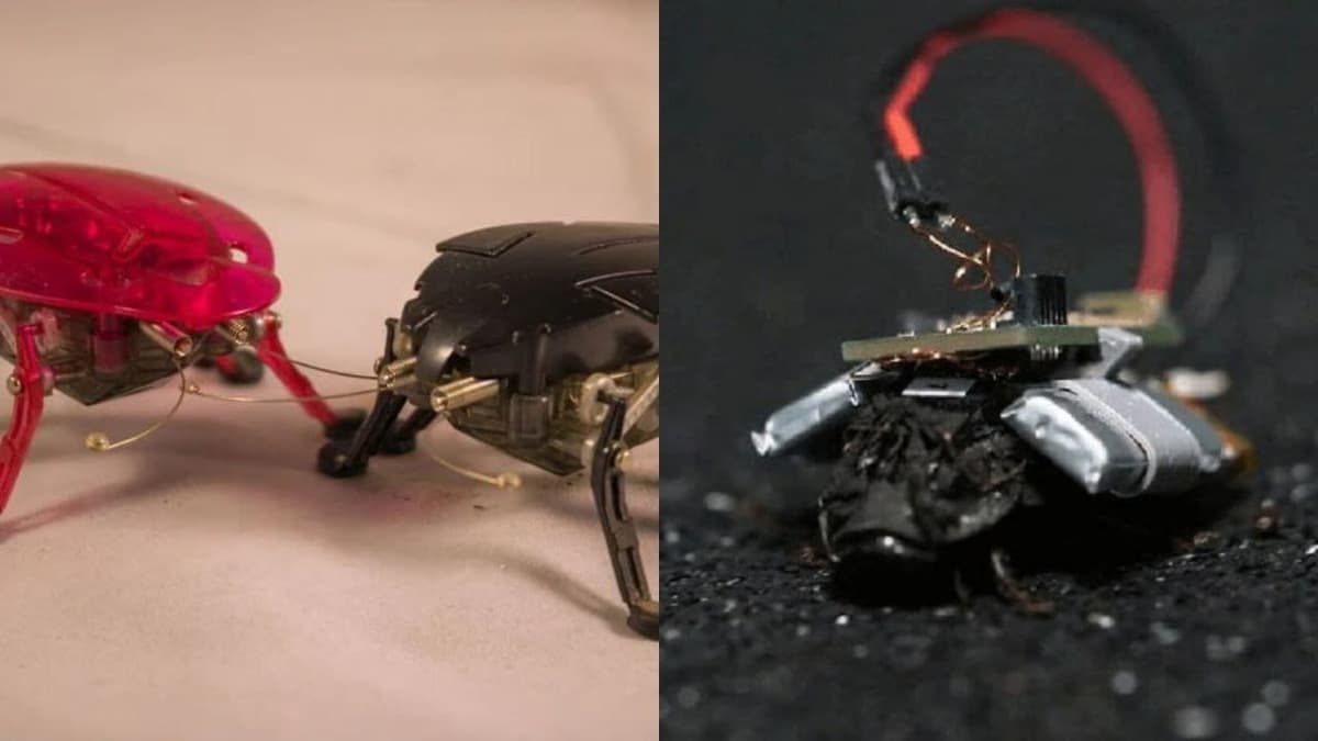 Alemania desarrolla sus plataformas de vigilancia con cucarachas espías