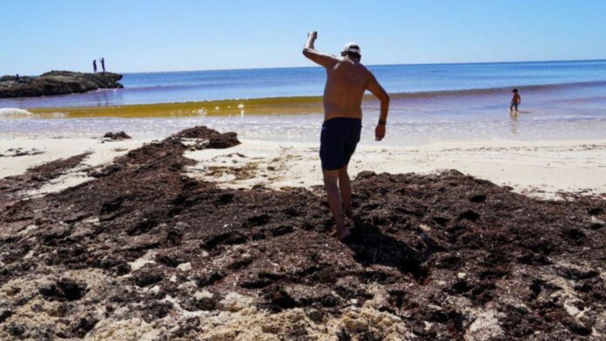 Cofepris revela las seis playas de México que rebasaron el límite de contaminación y no son aptas para uso recreativo