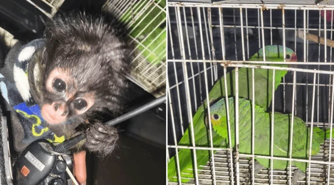 Rescatan loros, un mono araña y una guacamaya verde en Guadalajara, Jalisco