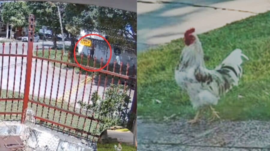Video: Hombre intenta matar a tiros a un gallo en Argentina porque su canto le molestaba