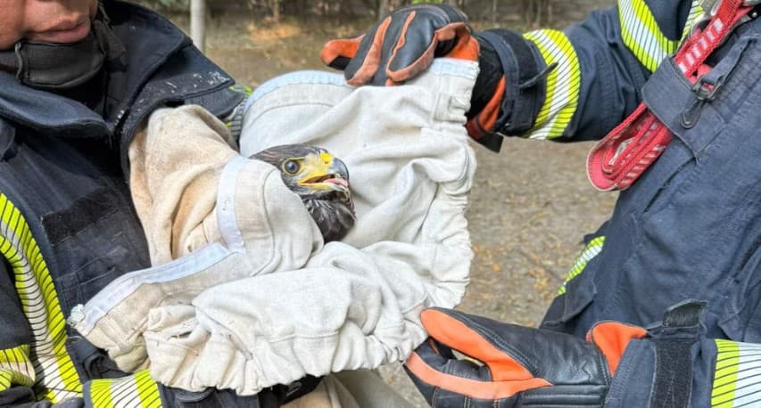 Bomberos rescatan a águila real herida en la alcaldía Iztacalco, CDMX