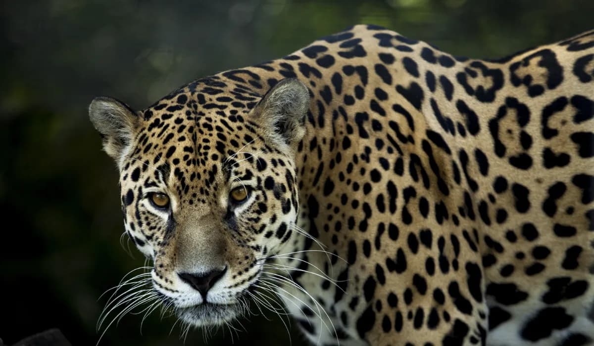 Captan por primera vez un jaguar en la Reserva de la Biosfera Sierra Gorda Guanajuato