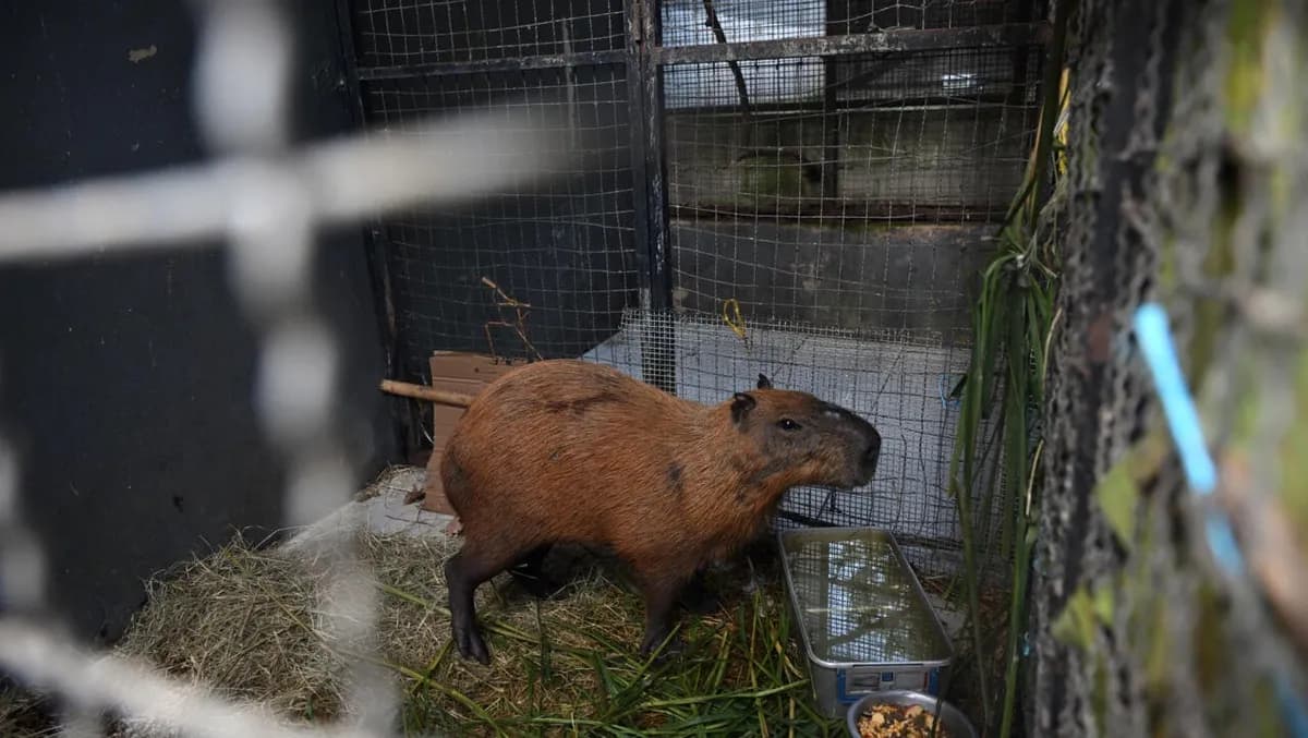 Video: Detienen a ocho jóvenes que atacaron a un capibara con tubos de hierro en Brasil