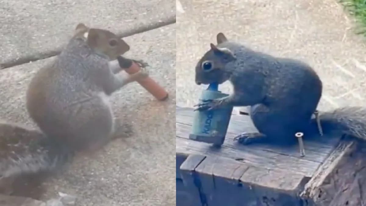 Video: Ardillas son captadas fumando cigarrillos electrónicos en Londres, Inglaterra