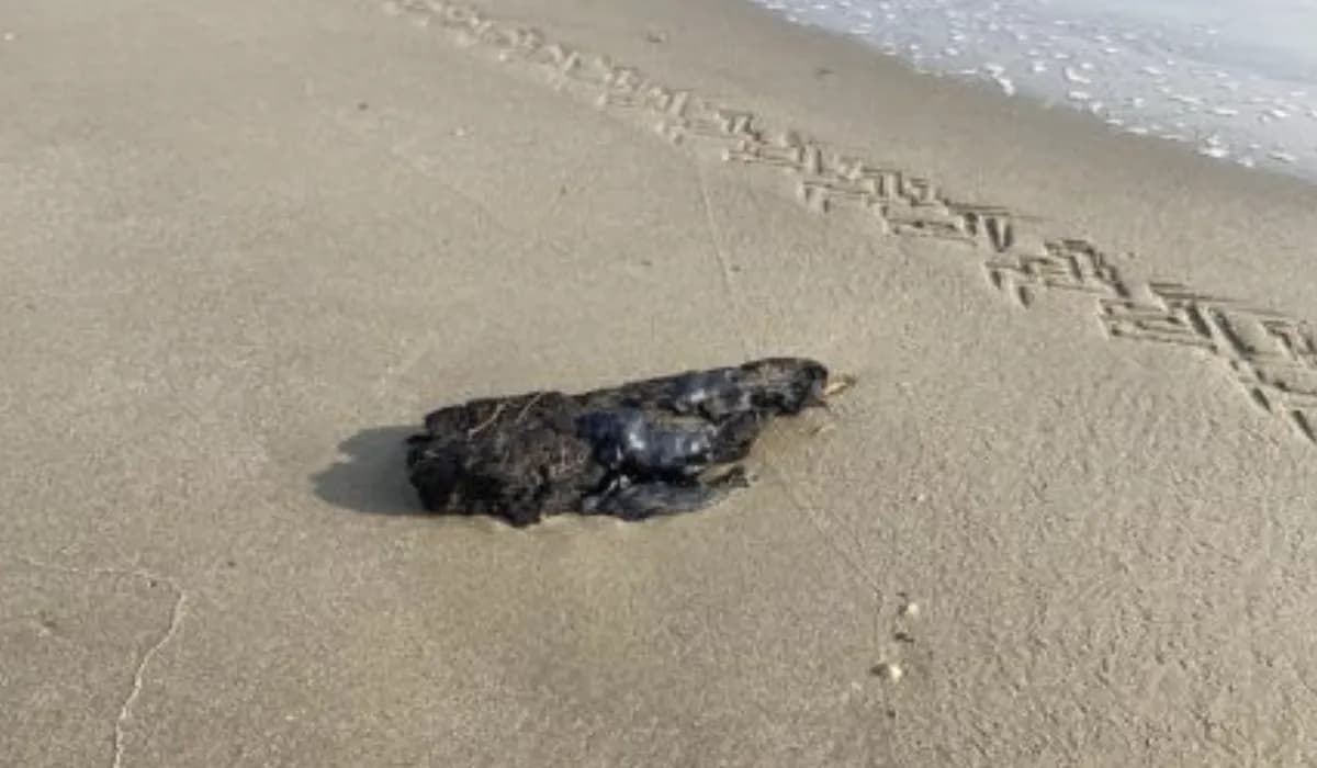 Manchas de chapopote llegan a playa de Tamaulipas