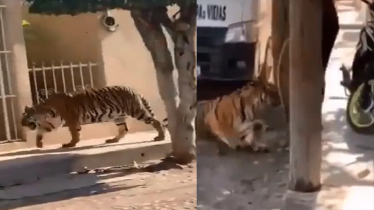 Video: Tigre pasea por calles de Tecuala, en Nayarit