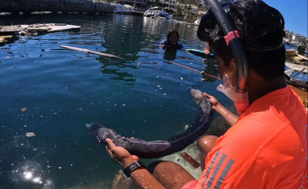 Piden donar cabello para limpiar derrame de petróleo en el Golfo de México
