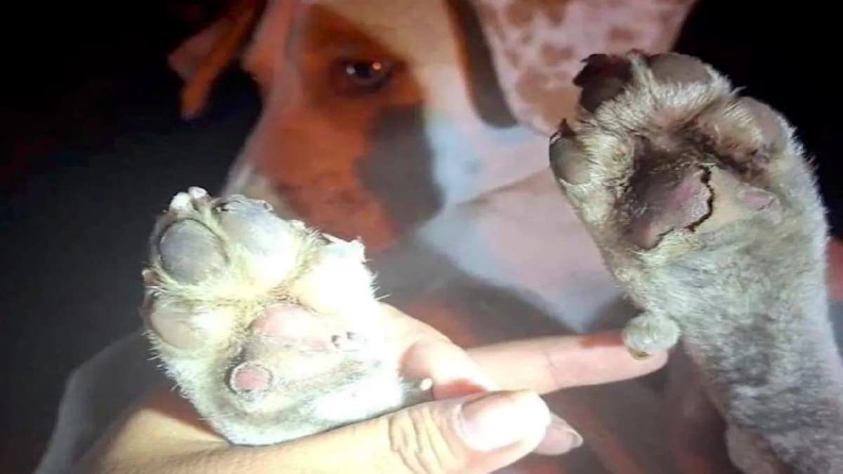 Video: Sujeto amarra a perrito a su camioneta y lo arrastra en García, Nuevo León