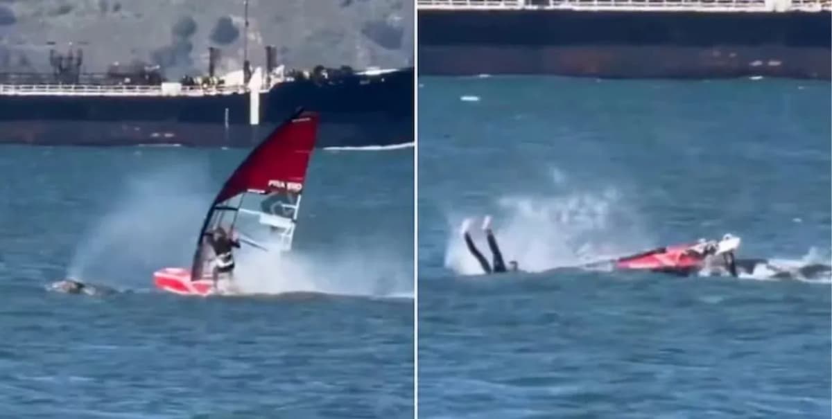 Video: Windsurfista choca contra una ballena gris en San Francisco, Estados Unidos