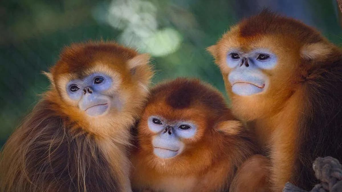 Nace cría de mono dorado, una especie en peligro de extinción en Bélgica