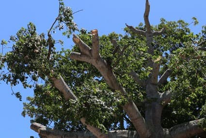 “Podadita” de ceiba en discoteca