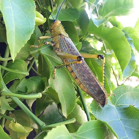 Plaga de langostas acaba con producción de miel maya