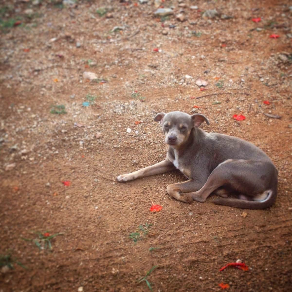 “Mi Amigo de la Calle” llega a comunidades mayas