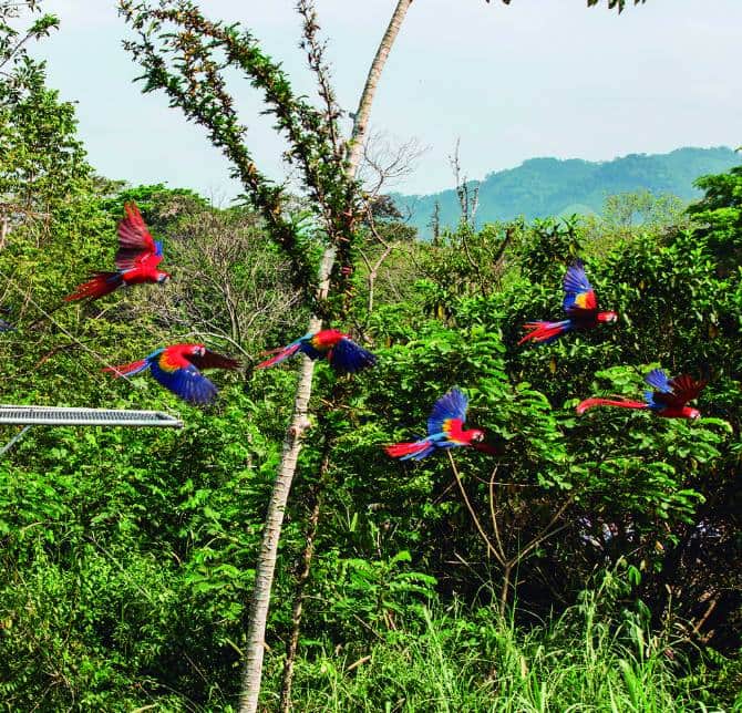 Liberará Xcaret a 134 guacamayas