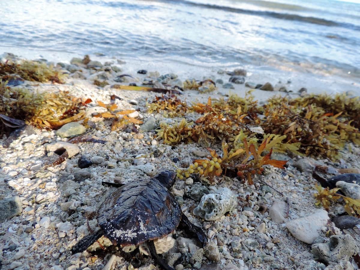 Rescatan a cría de tortuga Carey