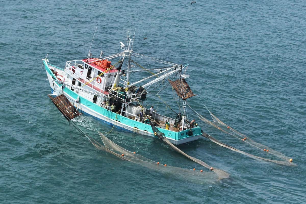 México produjo un millón 688 mil toneladas de productos pesqueros en 2016