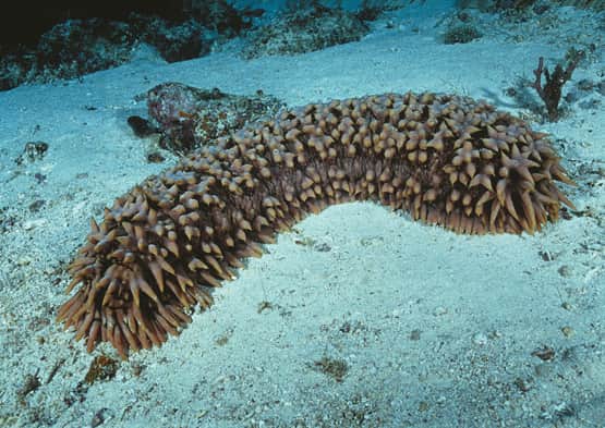 Veda permanente para el pepino de mar