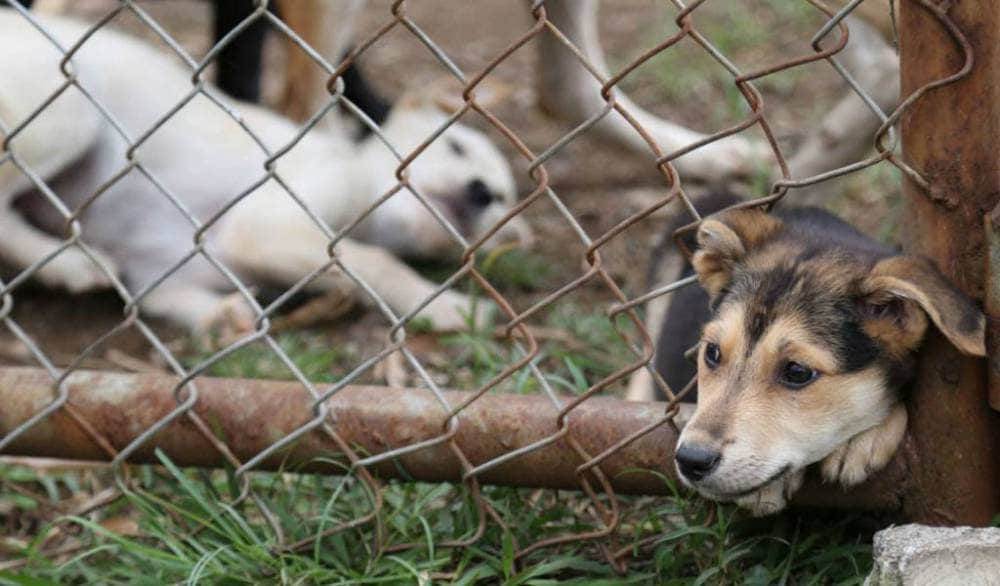 Propone Cristina capacitación a policías para actuar en caso de maltrato animal