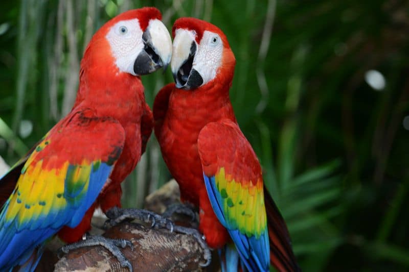 Suspende PROFEPA a UMA Villa Diamante y asegura 8 guacamayas