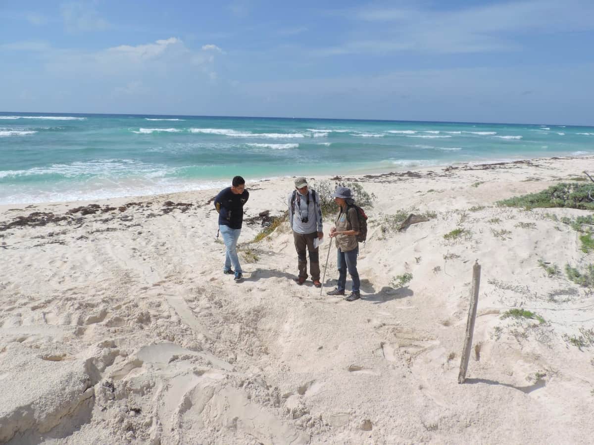 Registran récord en Cozumel por nidos de tortuga marina