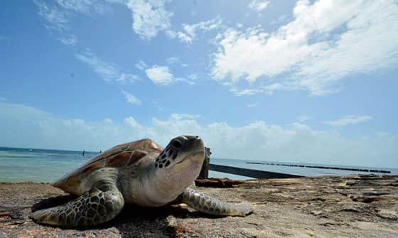 Protege Playa del Carmen a tortugas marinas