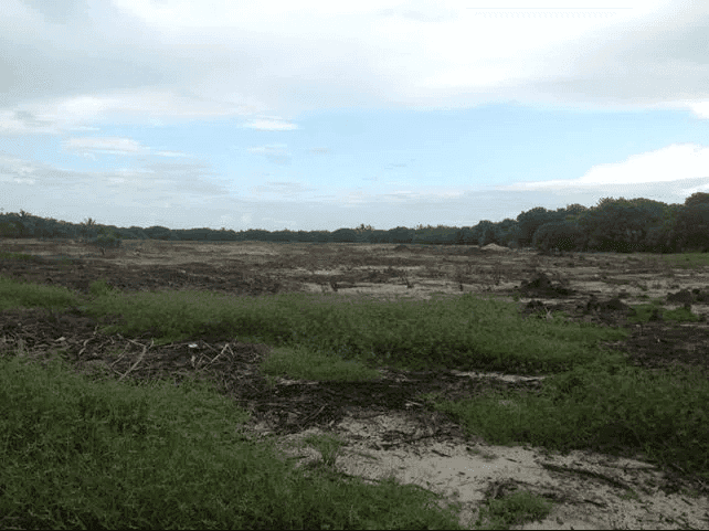 Reportan ecocidio de manglar cerca de Punta Nizuc