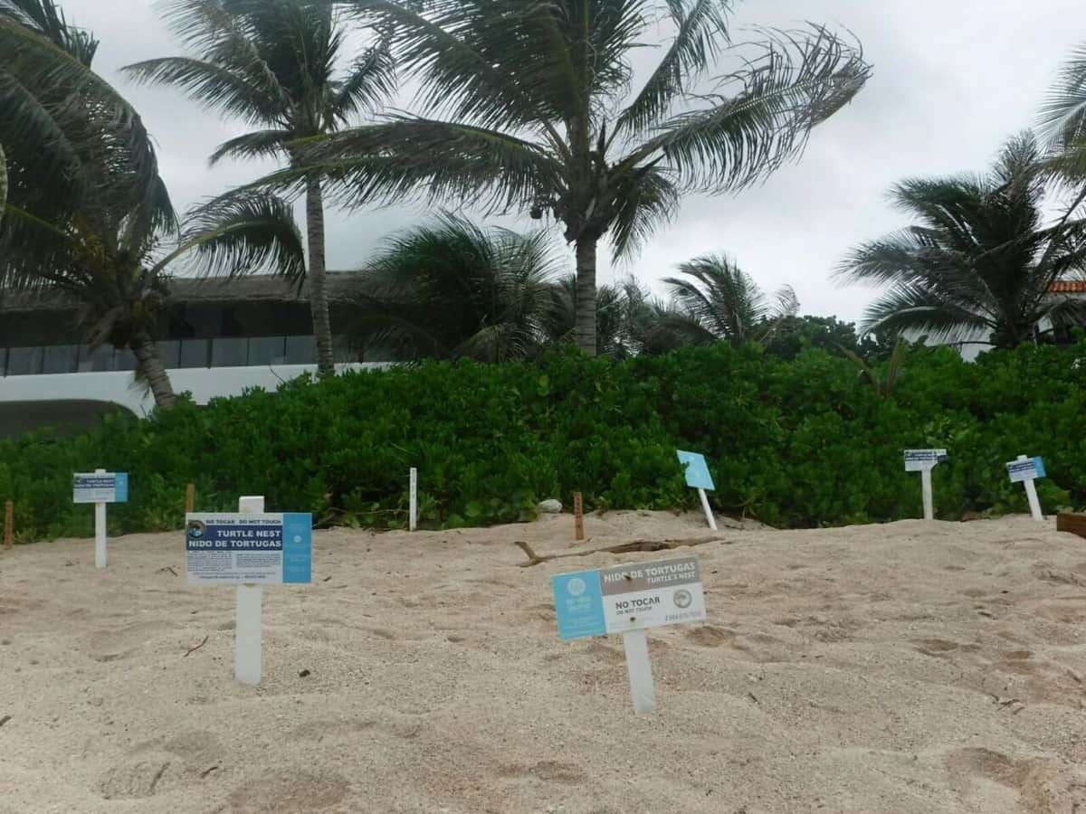 Van 1,114 nidos de tortugas marinas en Akumal en esta temporada.