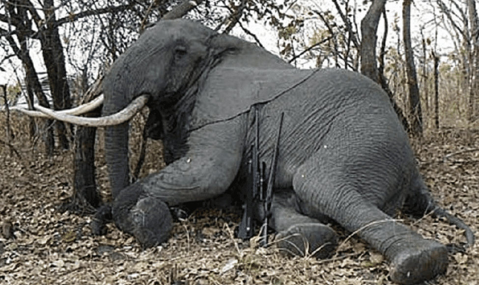 Cazador muere aplastado por elefante