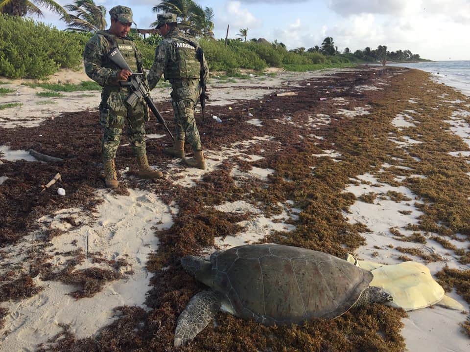 Hallan tortugas destazadas en Mahahual