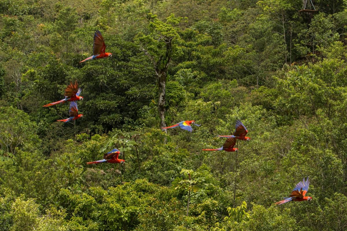 Casi se Duplica la Población de Guacamaya Roja en Vida Silvestre, Gracias a la Reintroducción de la Especie