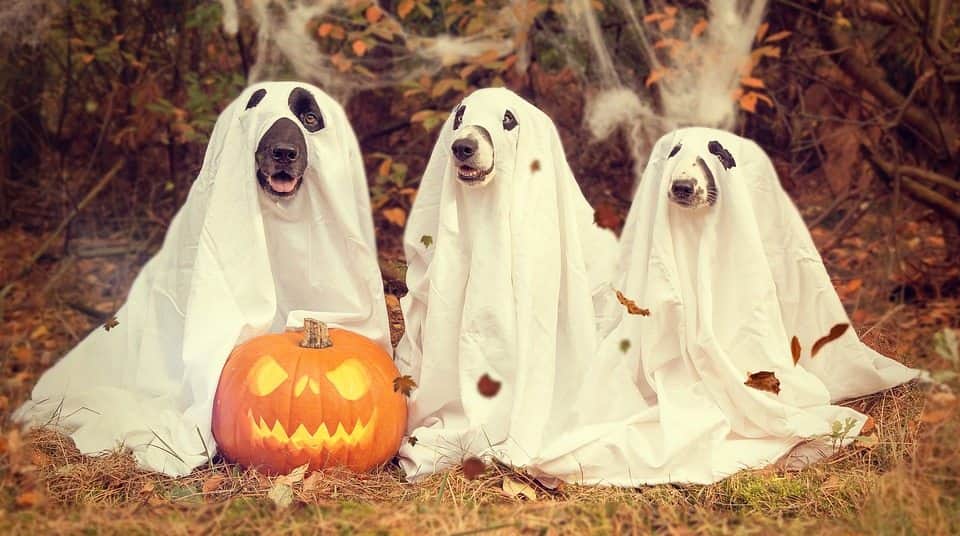 Harán Halloween y Día de Muertos perruno en beneficio de asociaciones pro animales