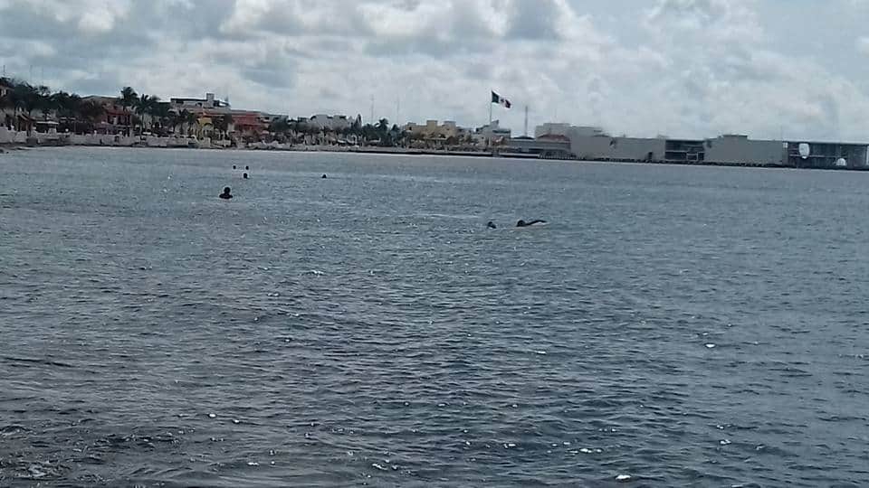 Celebrarán Congreso Nacional de Ciencia y Tecnología del Mar