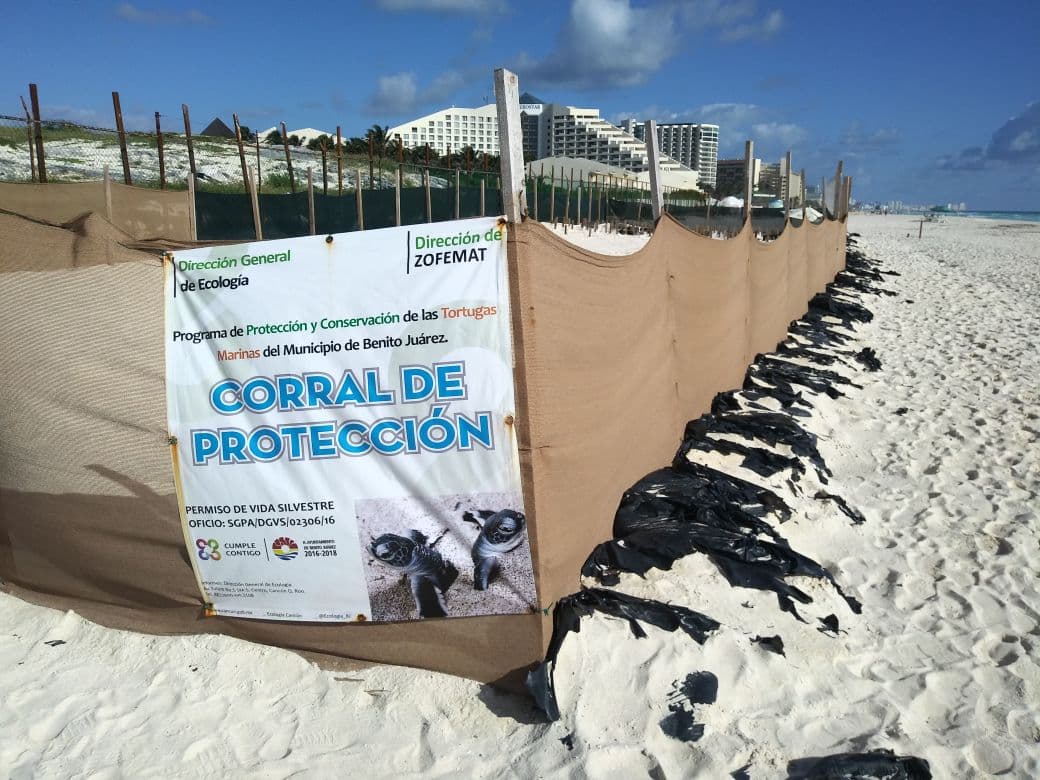 Mata ruido a más tortugas en Playa Delfines