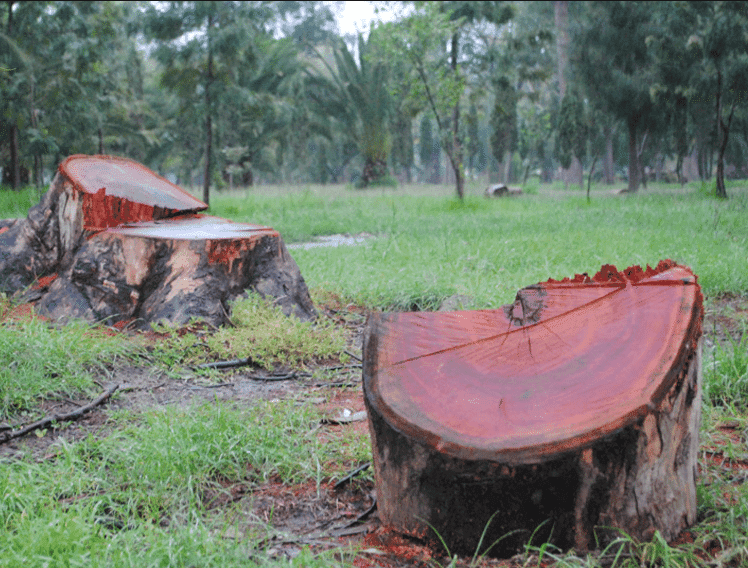 México perdió más de 274 mil hectáreas de bosques en un año