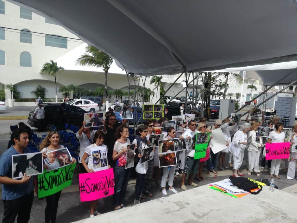 Exigen buen trato para mascotas en Cozumel