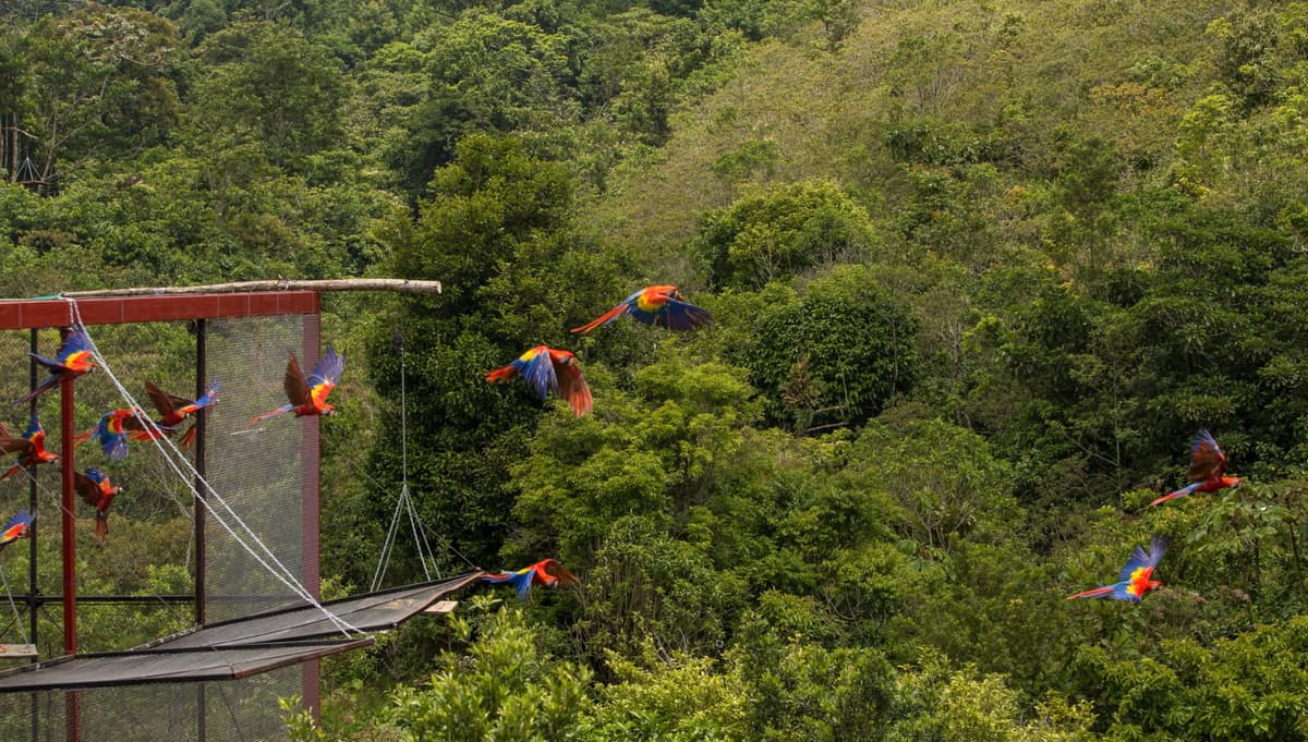 2018 marcará historia en la vida silvestre de la Guacamaya Roja
