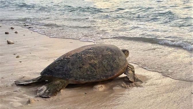Extraordinarios números en la temporada de anidación de tortugas marinas en Akumal