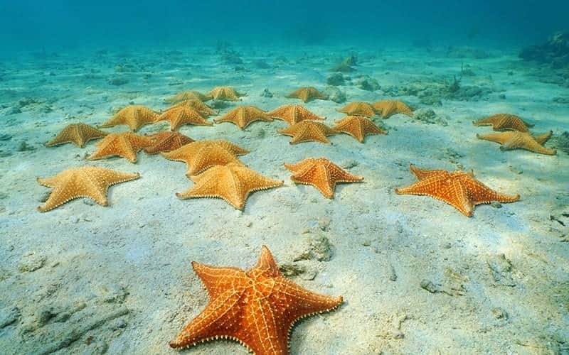 Reabre El Cielo, la playa de Cozumel donde viven estrellas de mar