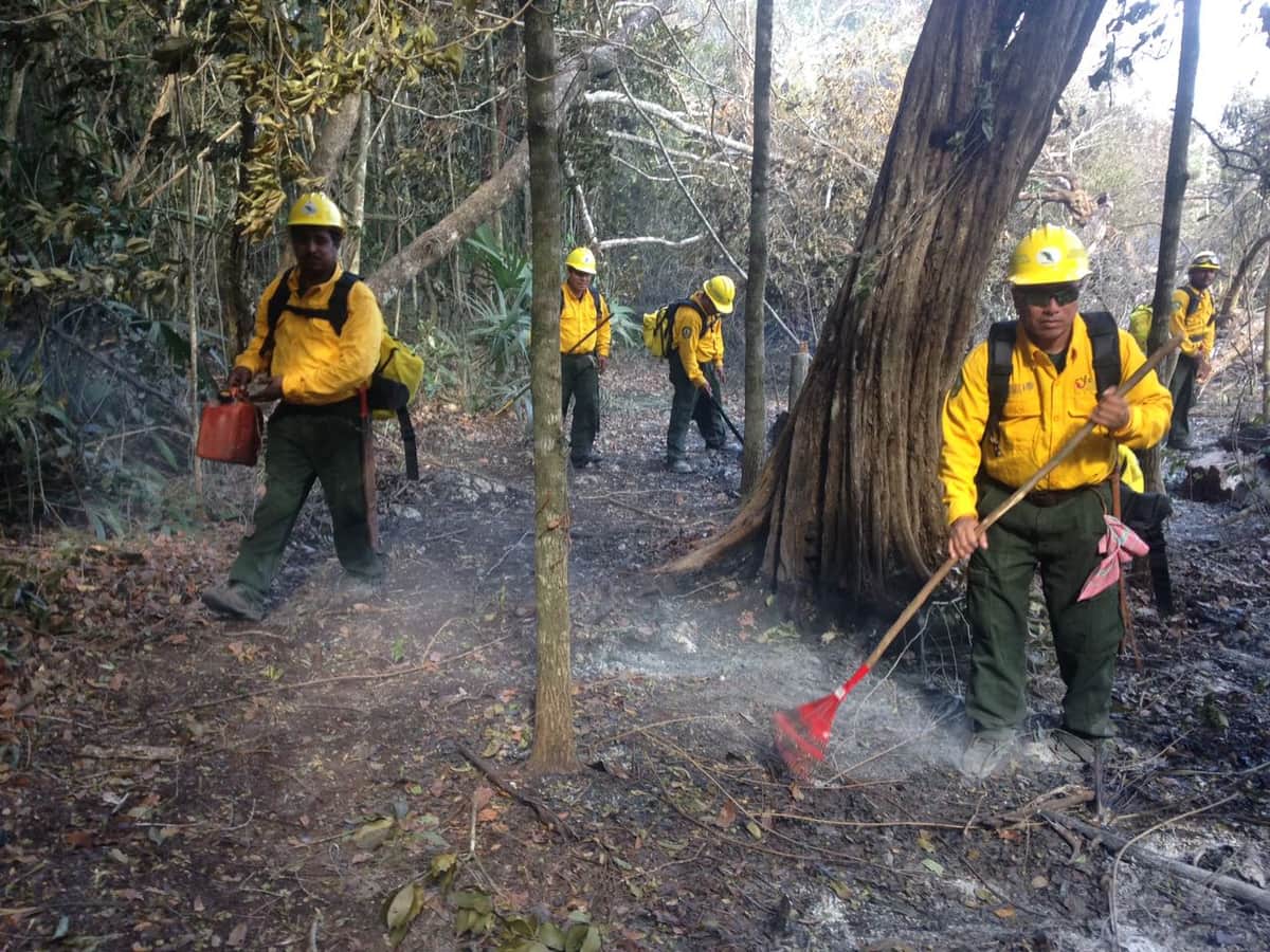 Consume incendio forestal cinco hectáreas en la zona maya